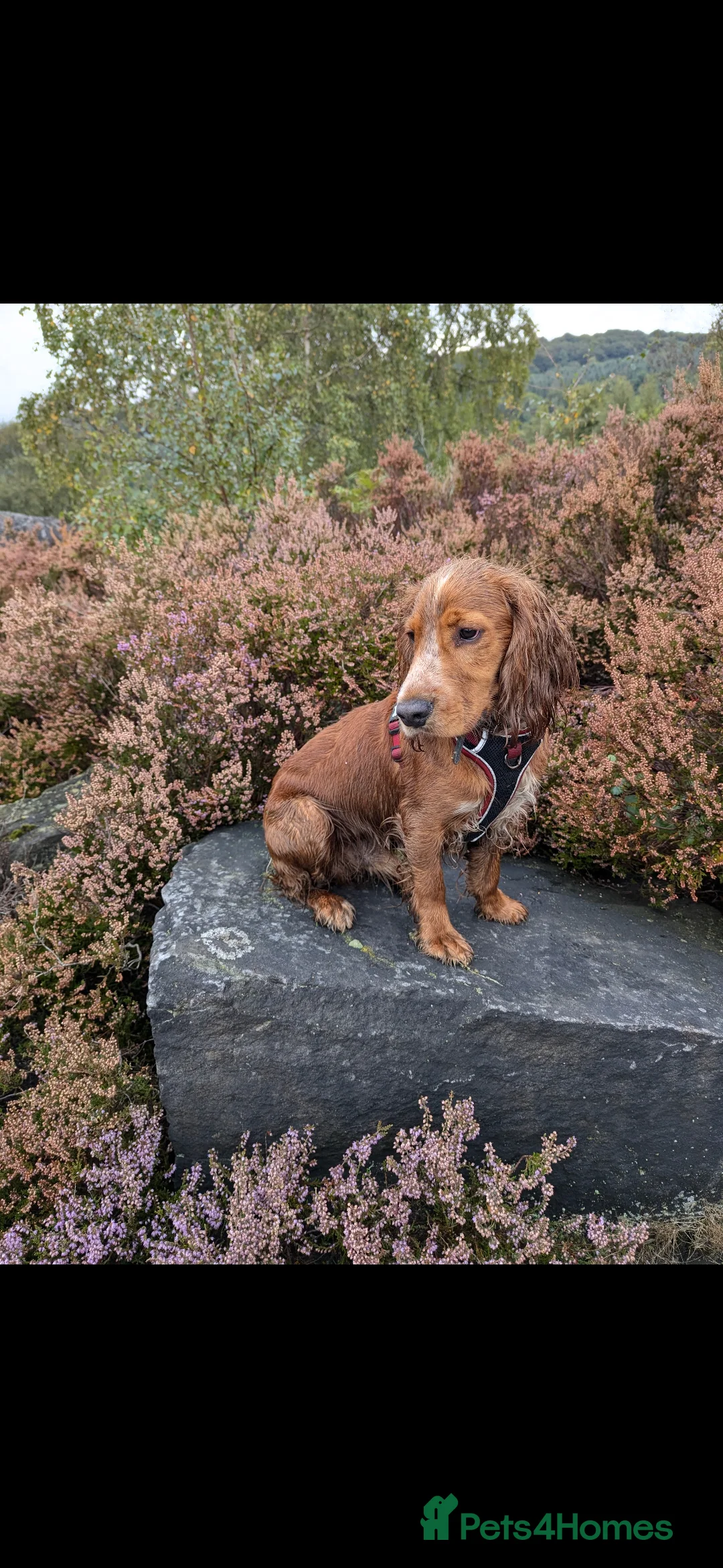 Cocker Spaniel dogs for sale: Male working cocker spaniel  - Advert 2