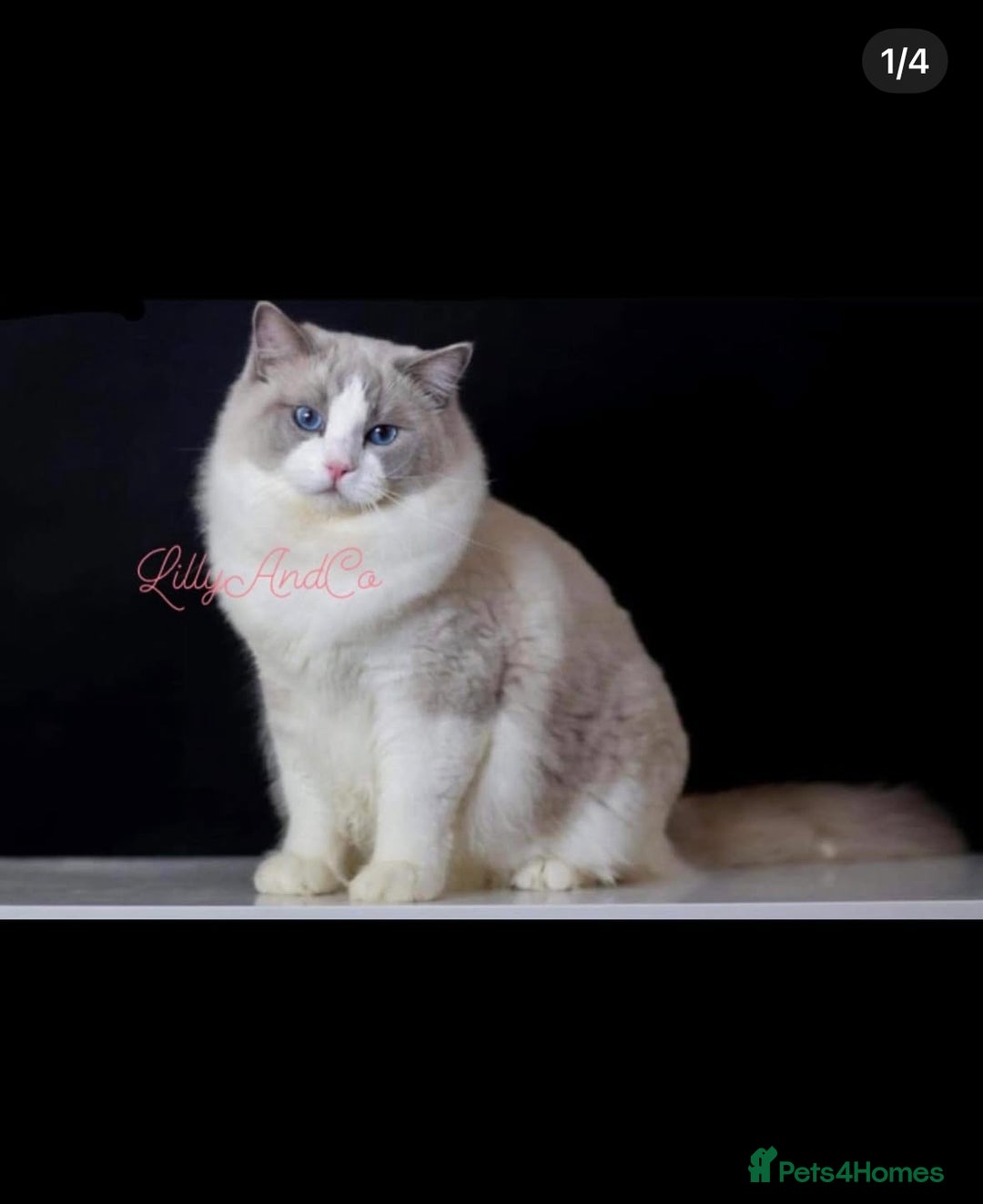 Ragdoll cats for sale: 🌟TICA🌟Champion Ragdoll🏆🏆🏆 - Image 9