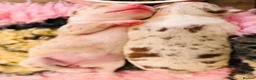 Chihuahua dogs for sale: Beautiful Chihuahua Puppies Raised in Loving Home - Advert 15