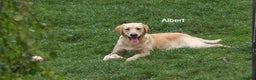 Labrador Retriever dogs for sale: Labrador Retriever - Albert - Advert 1