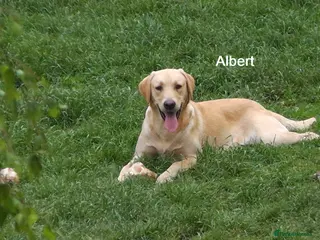 Labrador Retriever dogs Labrador Retriever - Albert - Advert 17