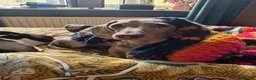Miniature Dachshund dogs for sale: David needs a home - Advert 3