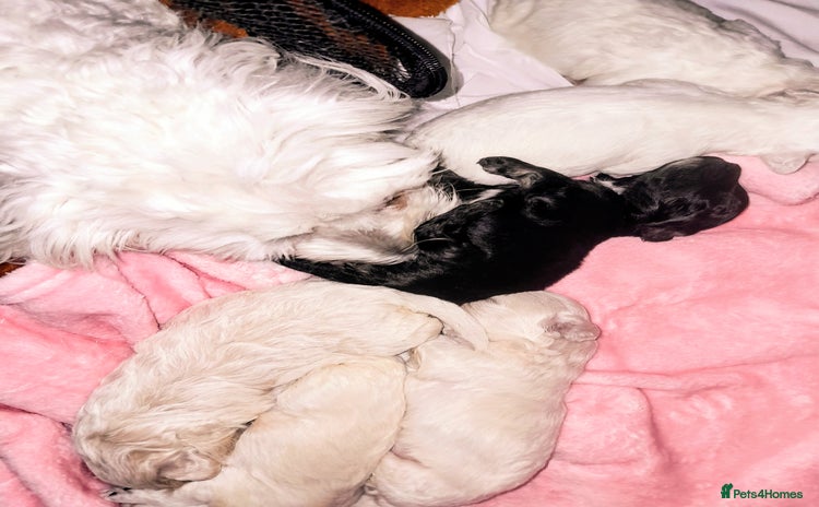 Maltipoo dogs - Advert 1