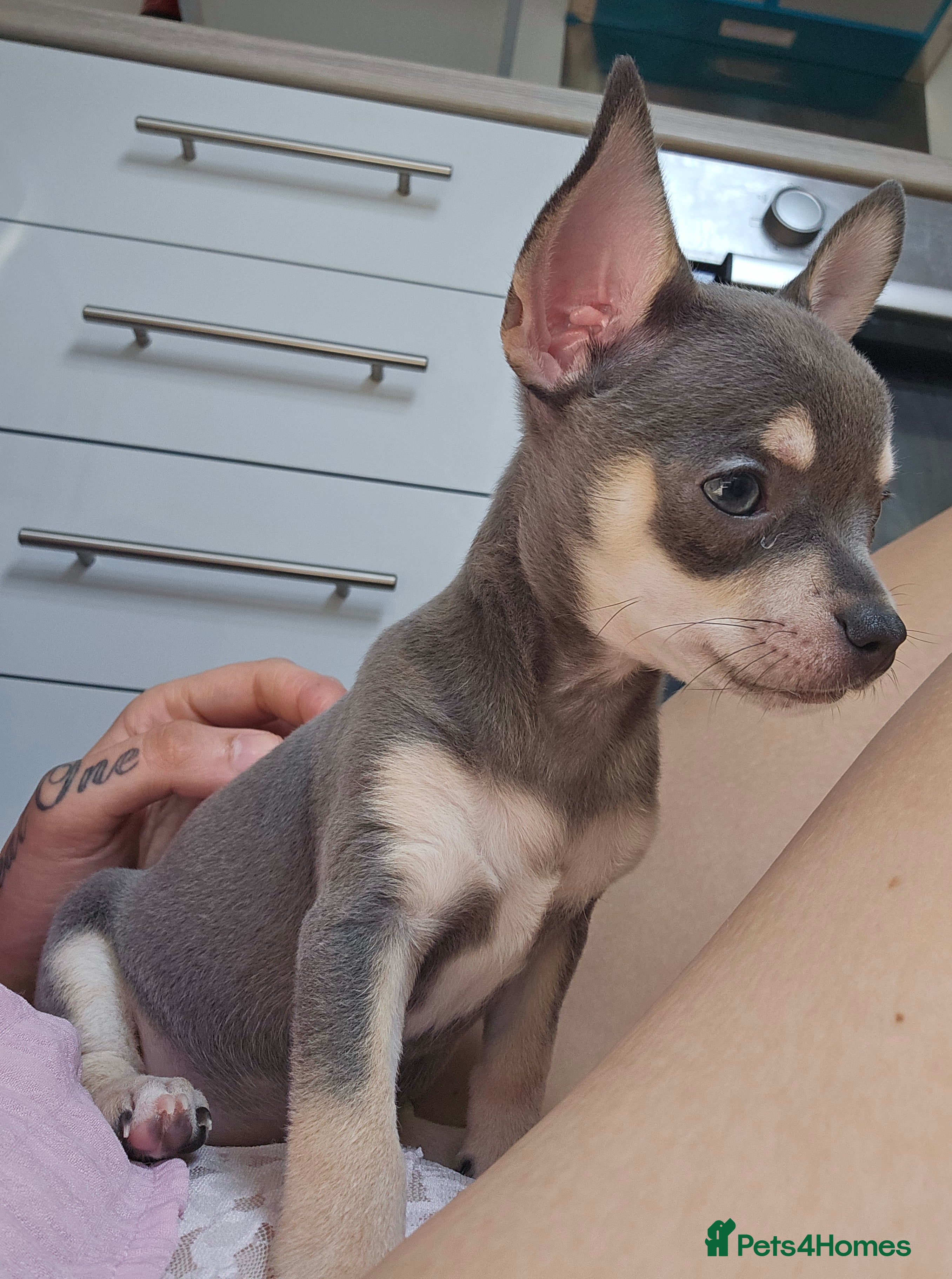Chihuahua dogs READY NOW Chihuahua puppies LAST GIRL AVAILABLE*** - Advert 16