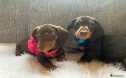 Miniature Dachshund dogs for sale: Minature Dashound boy&girl Ready Now - Image 11