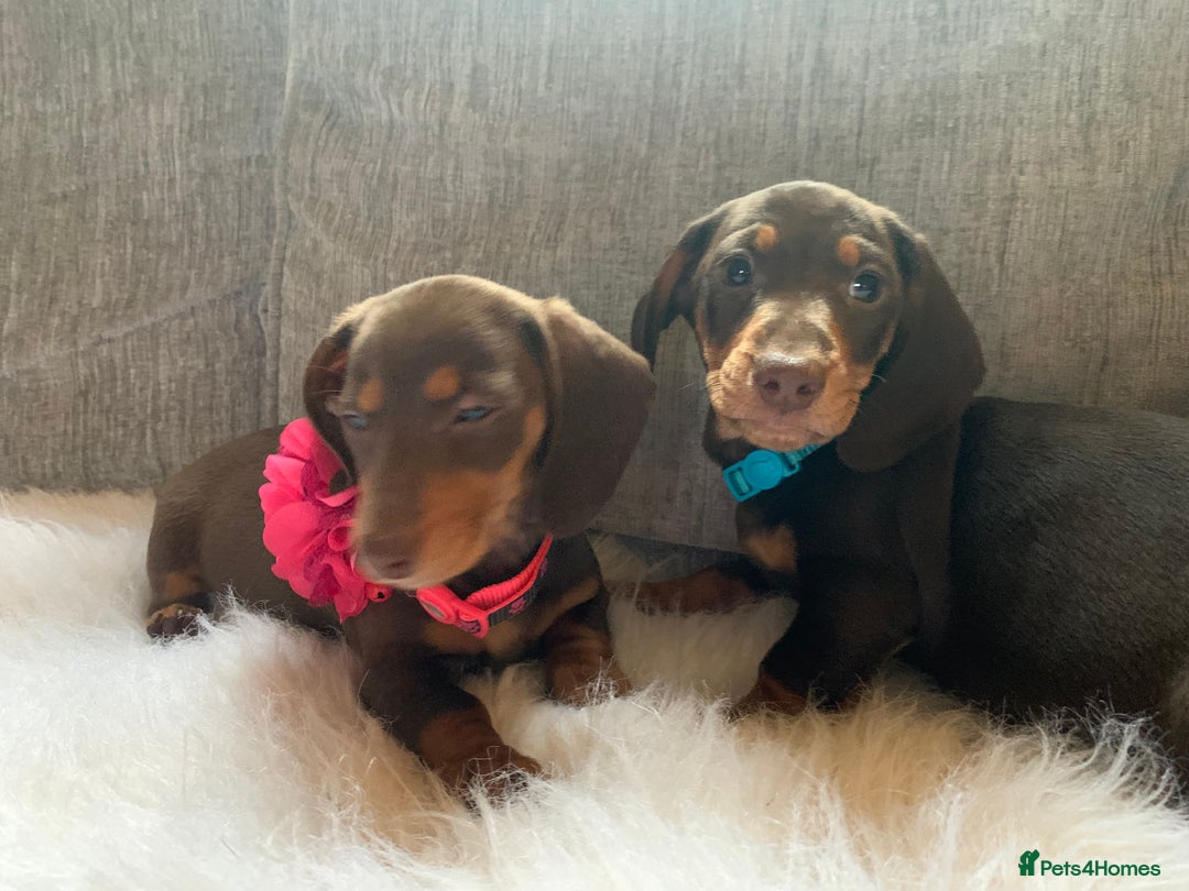 Miniature Dachshund dogs for sale: Minature Dashound boy&girl Ready Now - Image 11