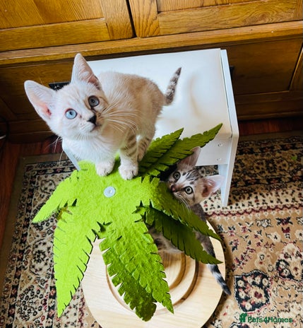 Bengal cats - Advert 15