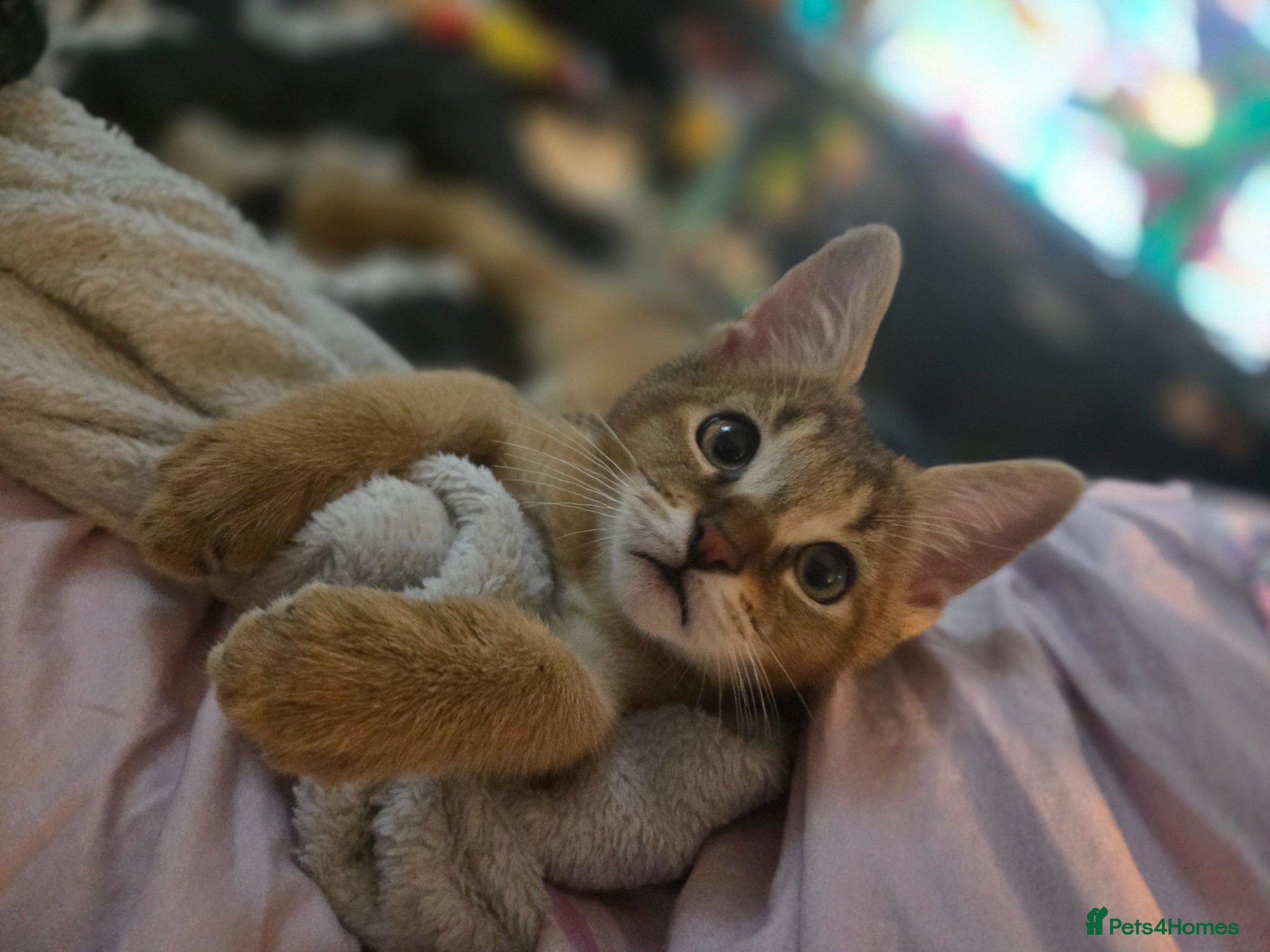 Chausie cats CHAUSIE  - Advert 1
