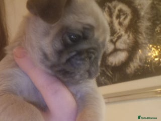 Pug dogs RARE Pug puppies - Advert 12
