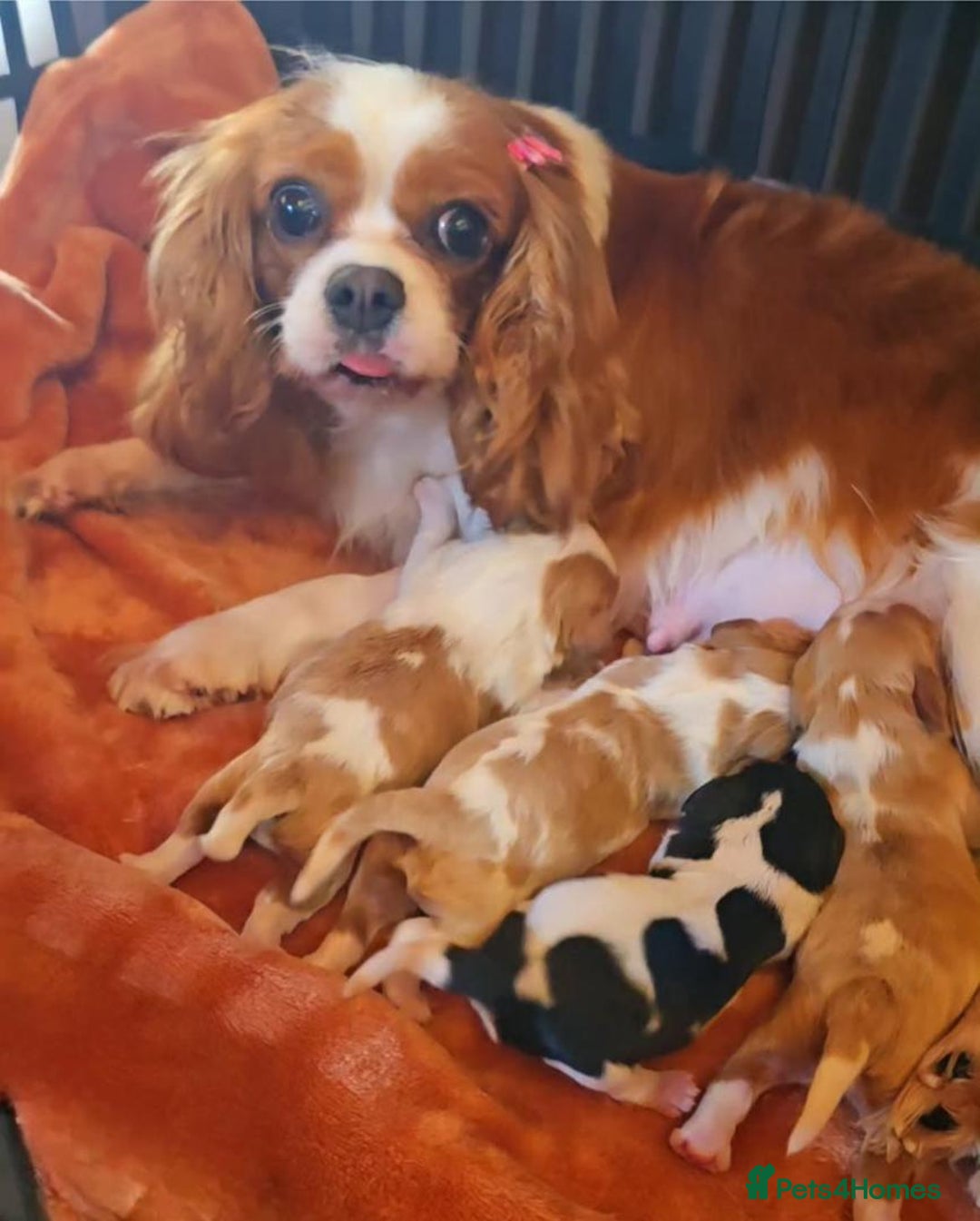 Cavalier King Charles Spaniel dogs for sale: Cavalier king Charles puppy  - Image 8