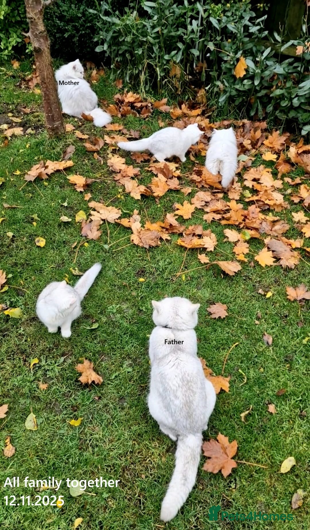 British Shorthair cats for sale: ❤ Pedigree British Short/Long Hair Kittens ❤ - Advert 3