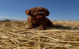 Toy Poodle dogs for sale: Toy Poodle Puppy – Red Apricot Girl - Image 23