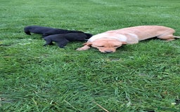 Labrador Retriever dogs for sale: Black Lab Puppies For Sale - Image 6