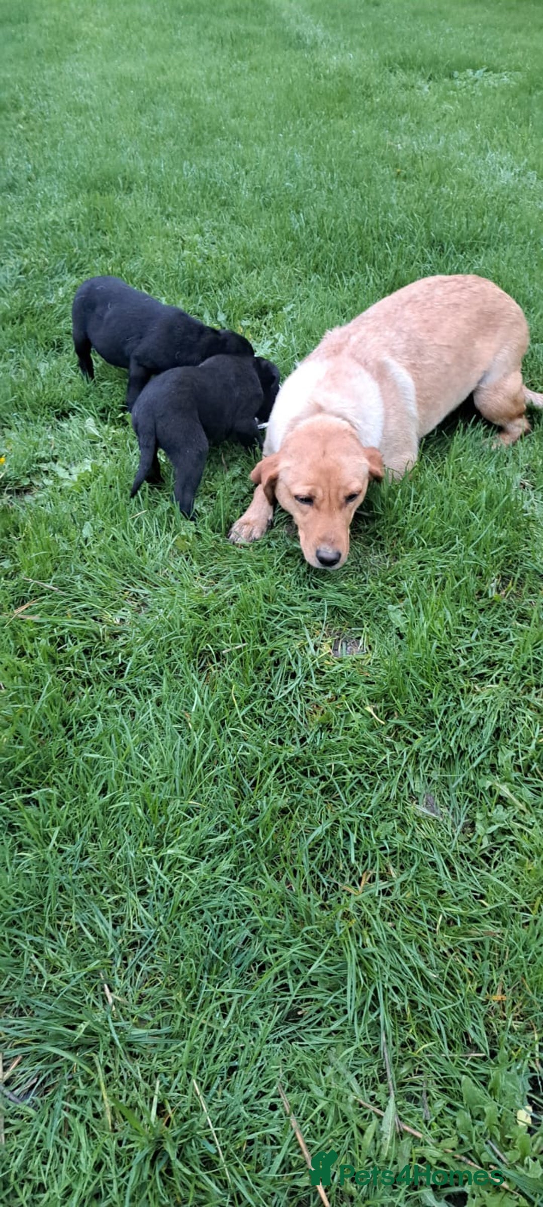 Labrador Retriever dogs for sale: Black Lab Puppies For Sale - Image 6