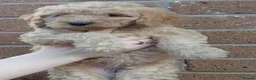 Cockapoo dogs for sale: 5* F2B Merle Cockapoos  - Advert 21