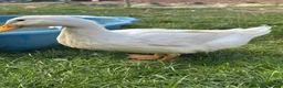 Ducks poultry for sale: 3 Cherry Valley Ducks - Advert 15