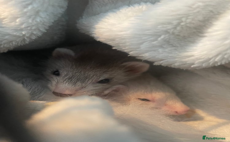 Ferret rodents - Advert 1