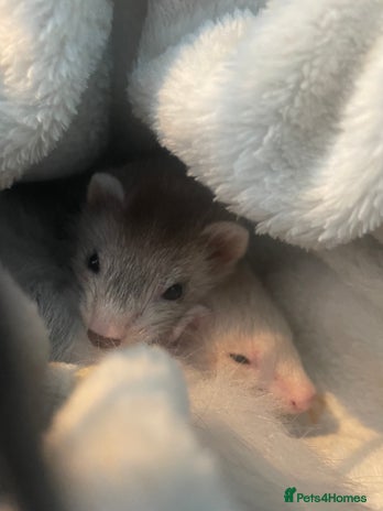 Ferret rodents - Advert 1