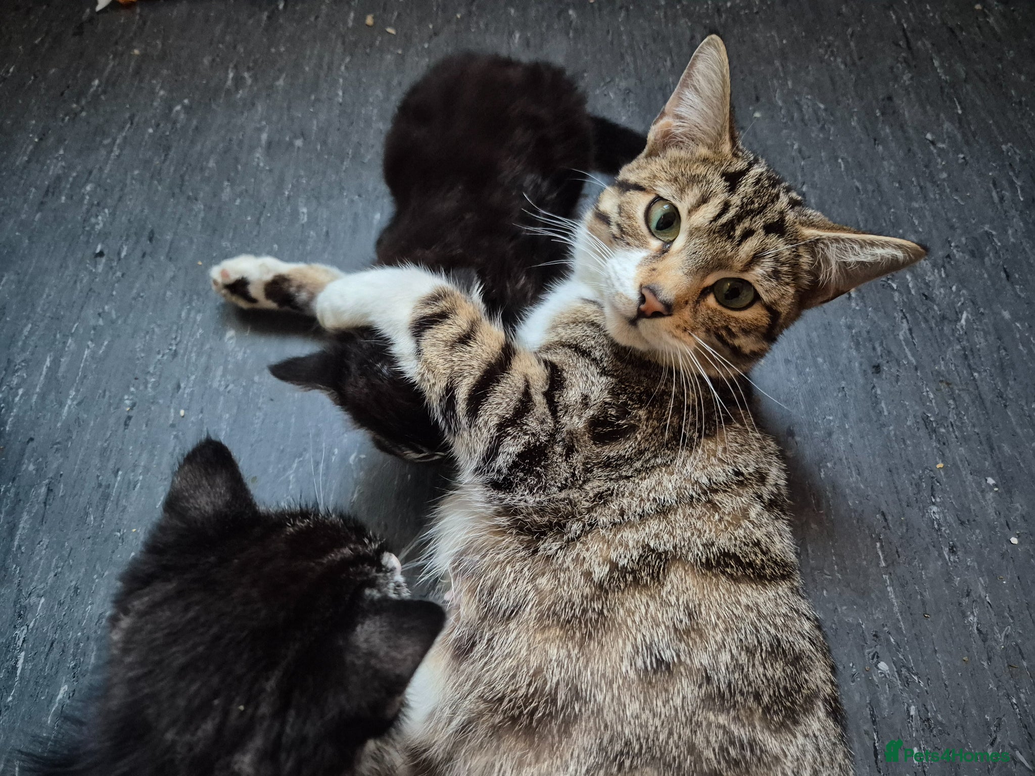 Mixed Breed cats Bengal Tabby - Advert 1