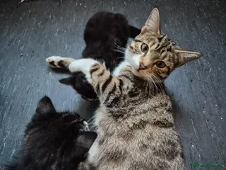 Mixed Breed cats Bengal Tabby - Advert 5