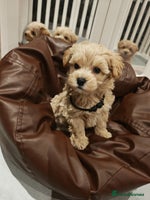 Maltipoo dogs Maltipoo F1, KC Parents Extensively DNA Clear - Advert 9