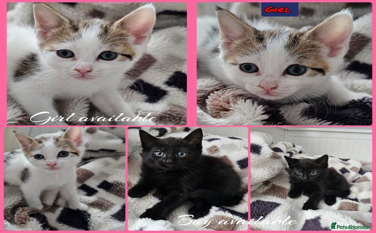 Mixed Breed cats - Advert 4