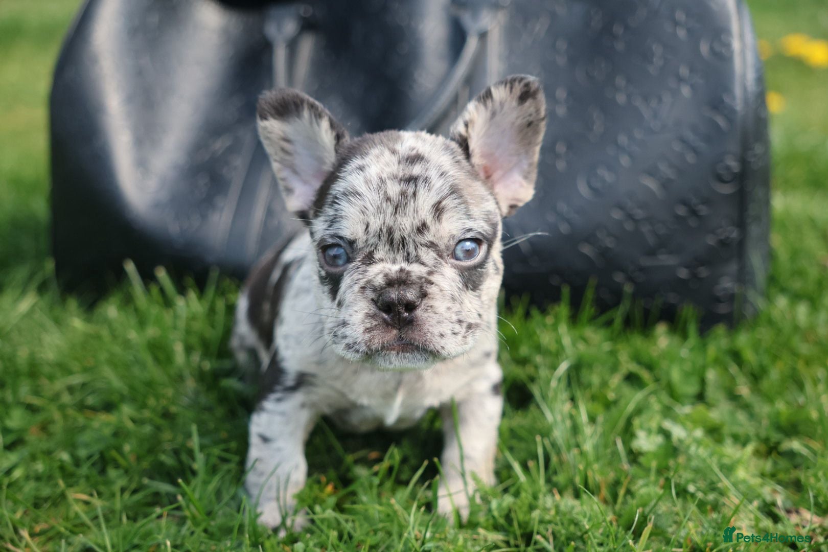 French Bulldog dogs French bulldogs for sale  - Advert 5