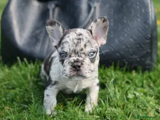 French Bulldog dogs French bulldogs for sale - Advert 15