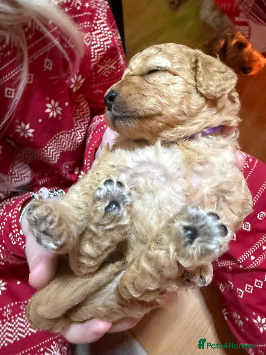 Cavapoo dogs for sale: Delightful Cavapoo puppies - Advert 13
