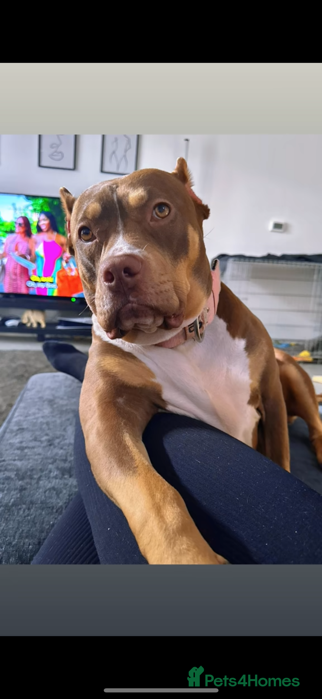 Mixed Breed dogs for sale: Roxyy - Advert 3