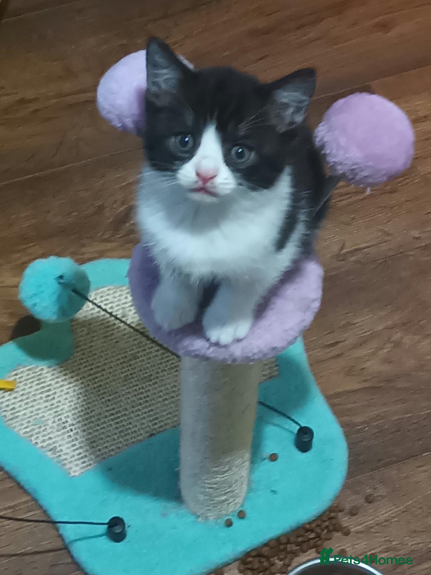British Shorthair cats We have 1 female bsh cross kittens for sale - Advert 7