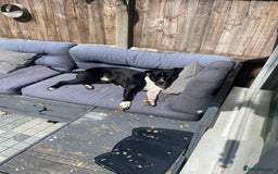 Mixed Breed dogs for sale: Staffordshire bull terrior x American bull dog - Image 7