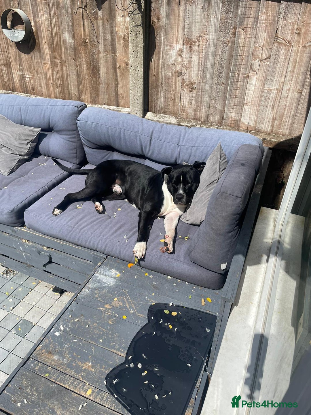 Mixed Breed dogs for sale: Staffordshire bull terrior x American bull dog - Image 7