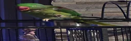Parakeets birds for sale: Alexandrine male semi tame  - Advert 2