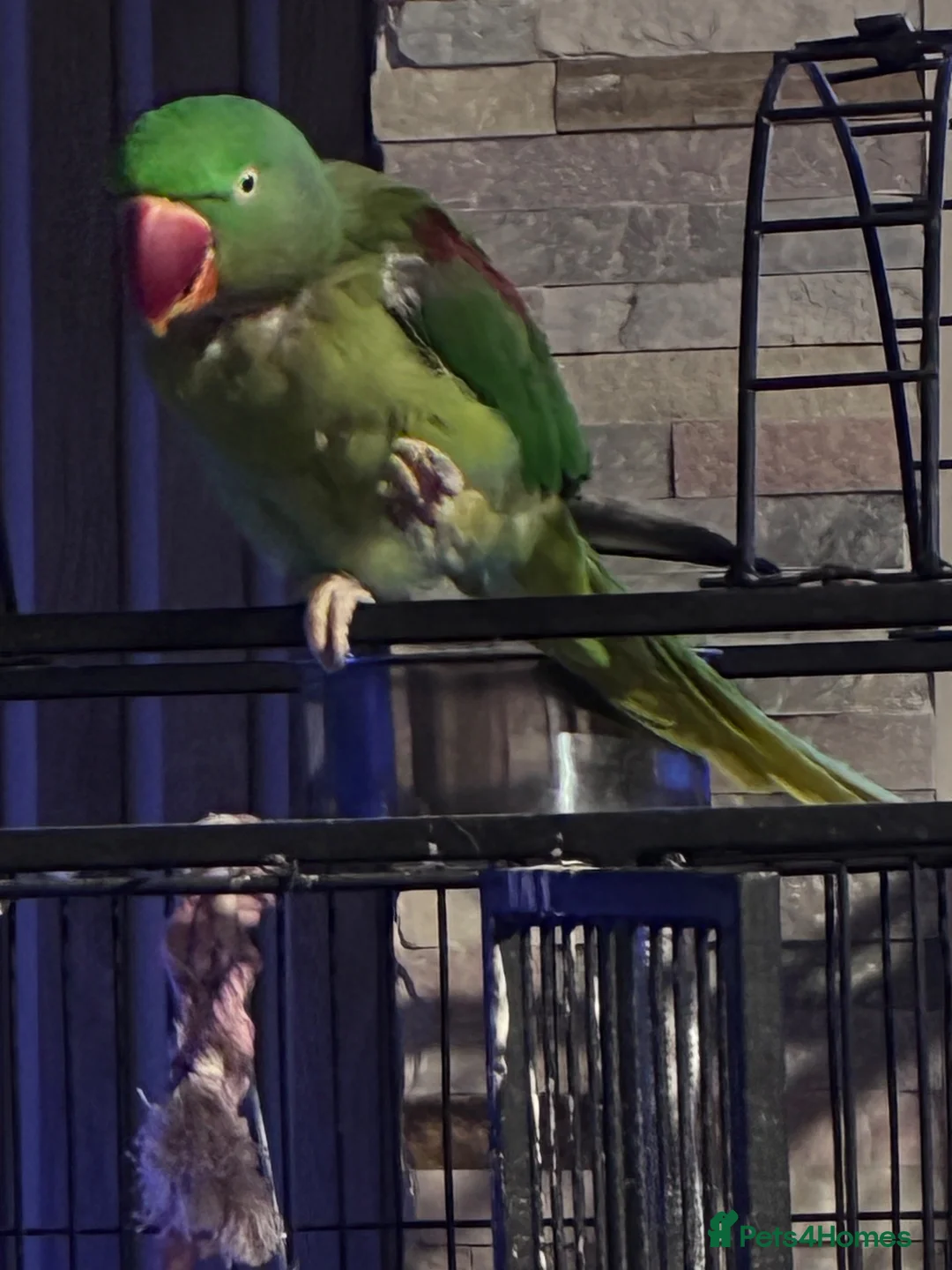 Parakeets birds for sale: Alexandrine male semi tame  - Advert 2