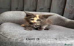 Maine Coon cats for sale: Maine coon girls - Image 3