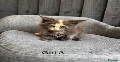 Maine Coon cats - Advert 5