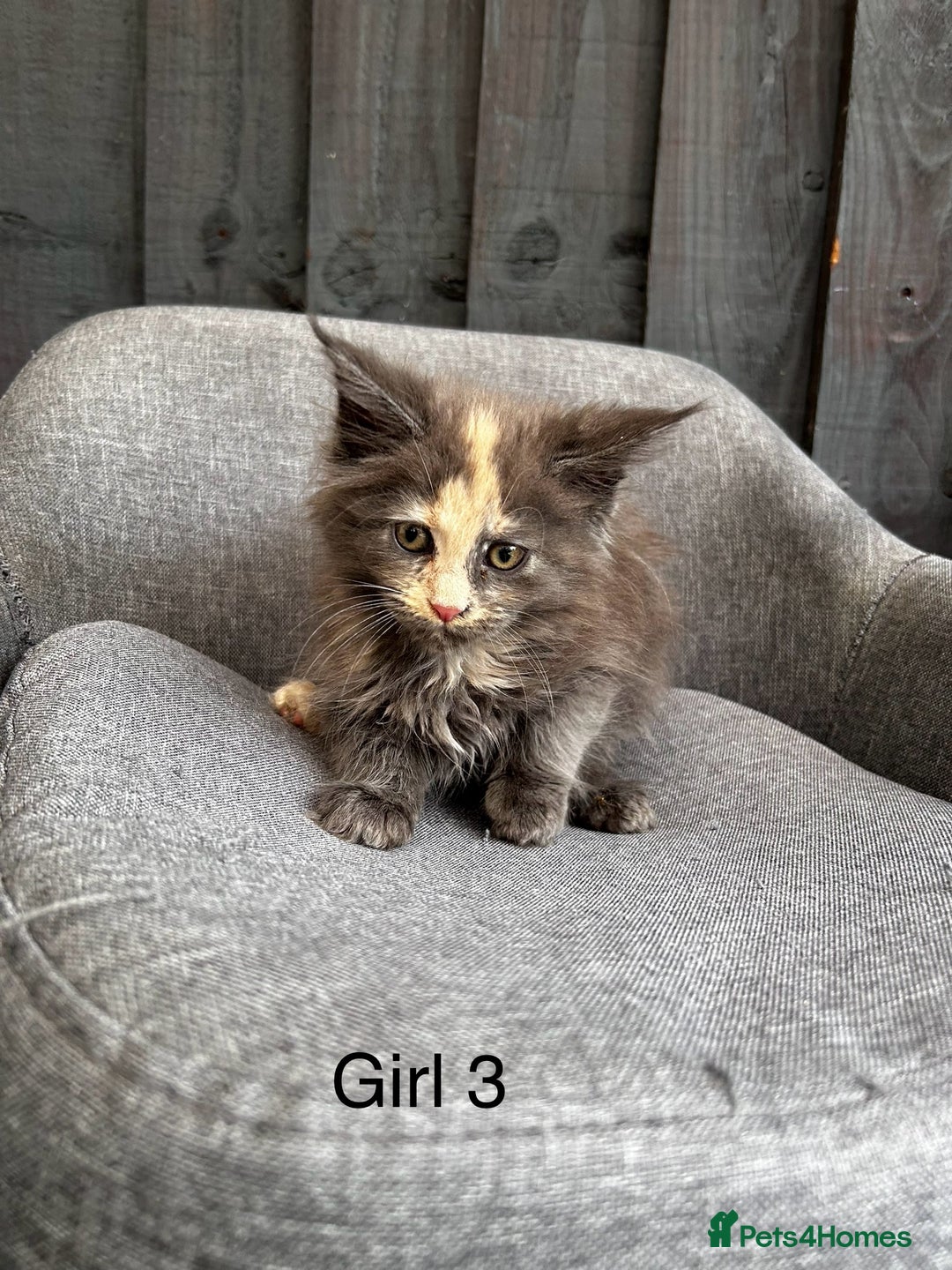 Maine Coon cats for sale: Maine coon girls - Image 3