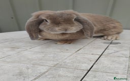 French Lop rabbits for sale: Beautiful french lop girl - Image 5
