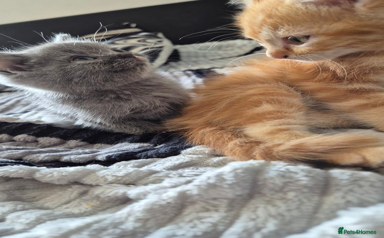 Persian cats - Advert 1