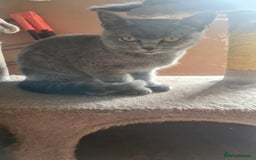 Scottish Fold cats for sale: Scotish kittens  - Image 19