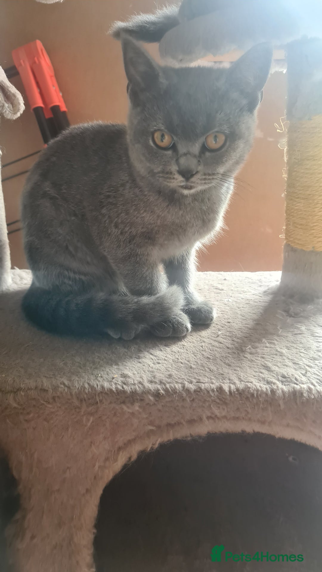 Scottish Fold cats for sale: Scotish kittens  - Image 19
