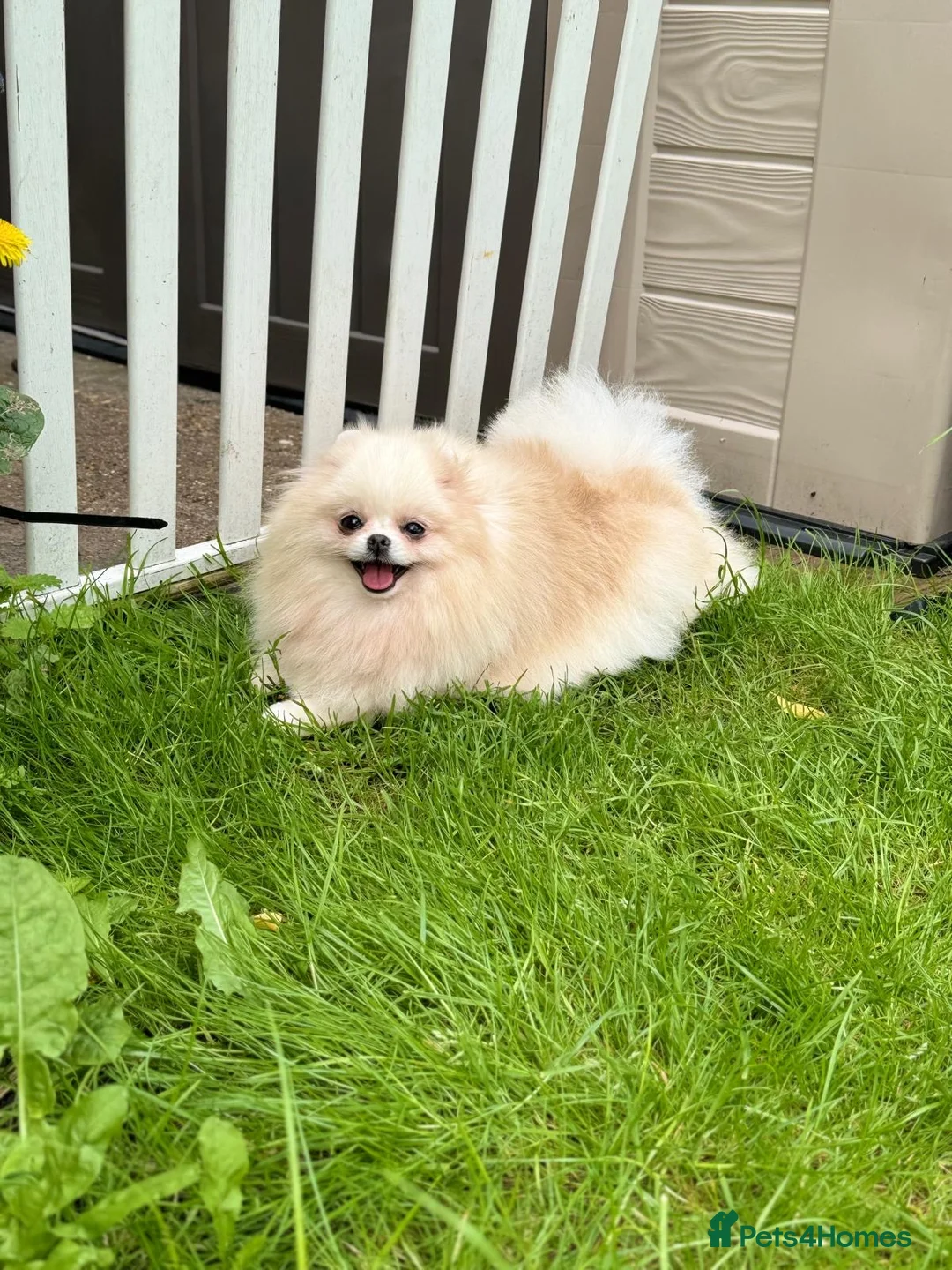 Pomeranian dogs for sale: Pomeranian Female for Sale – 3 Years Old - Advert 4