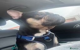 Mixed Breed dogs for sale: Frenchie cross  - Image 1