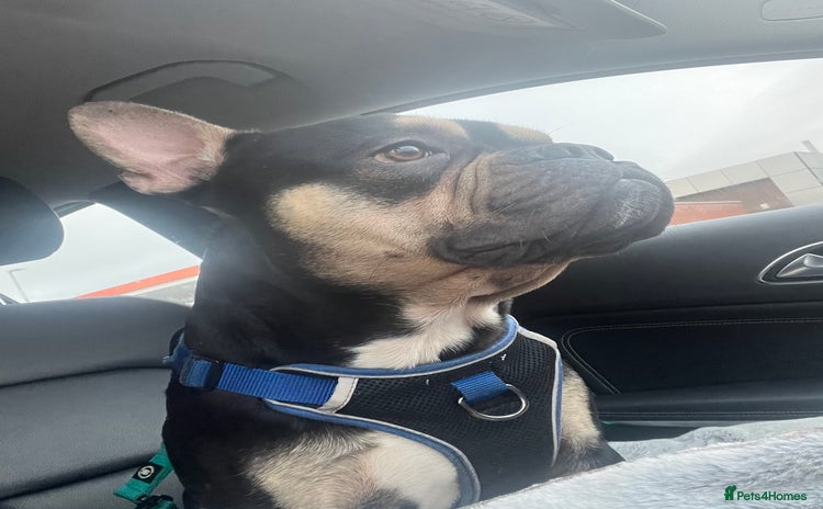 Mixed Breed dogs - Advert 1