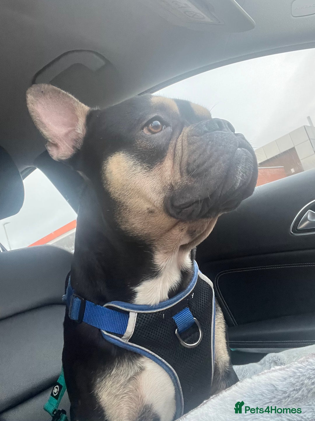 Mixed Breed dogs for sale: Frenchie cross  - Image 1