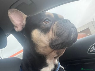 Mixed Breed dogs for sale - Advert 1