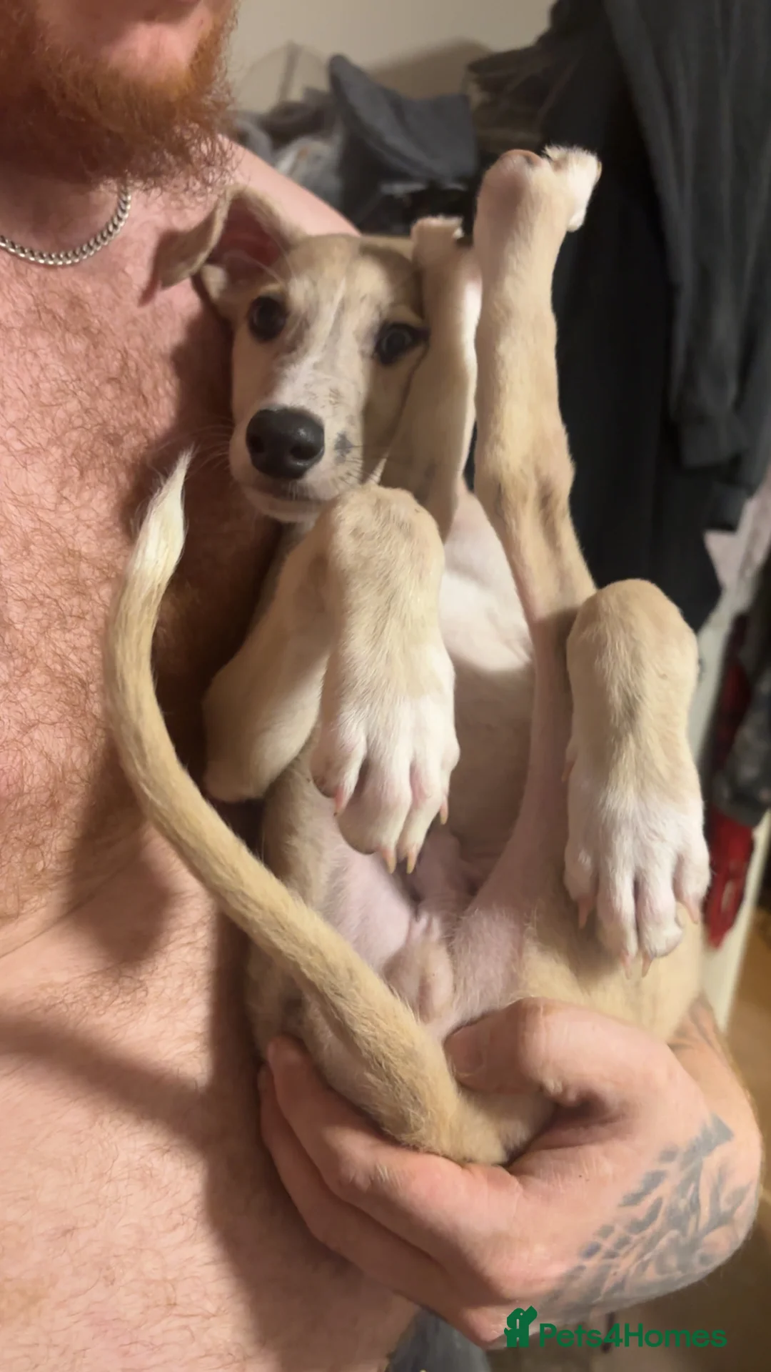 Mixed Breed dogs for sale: Marley - Advert 1