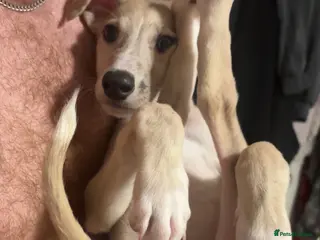 Mixed Breed dogs Marley - Advert 1