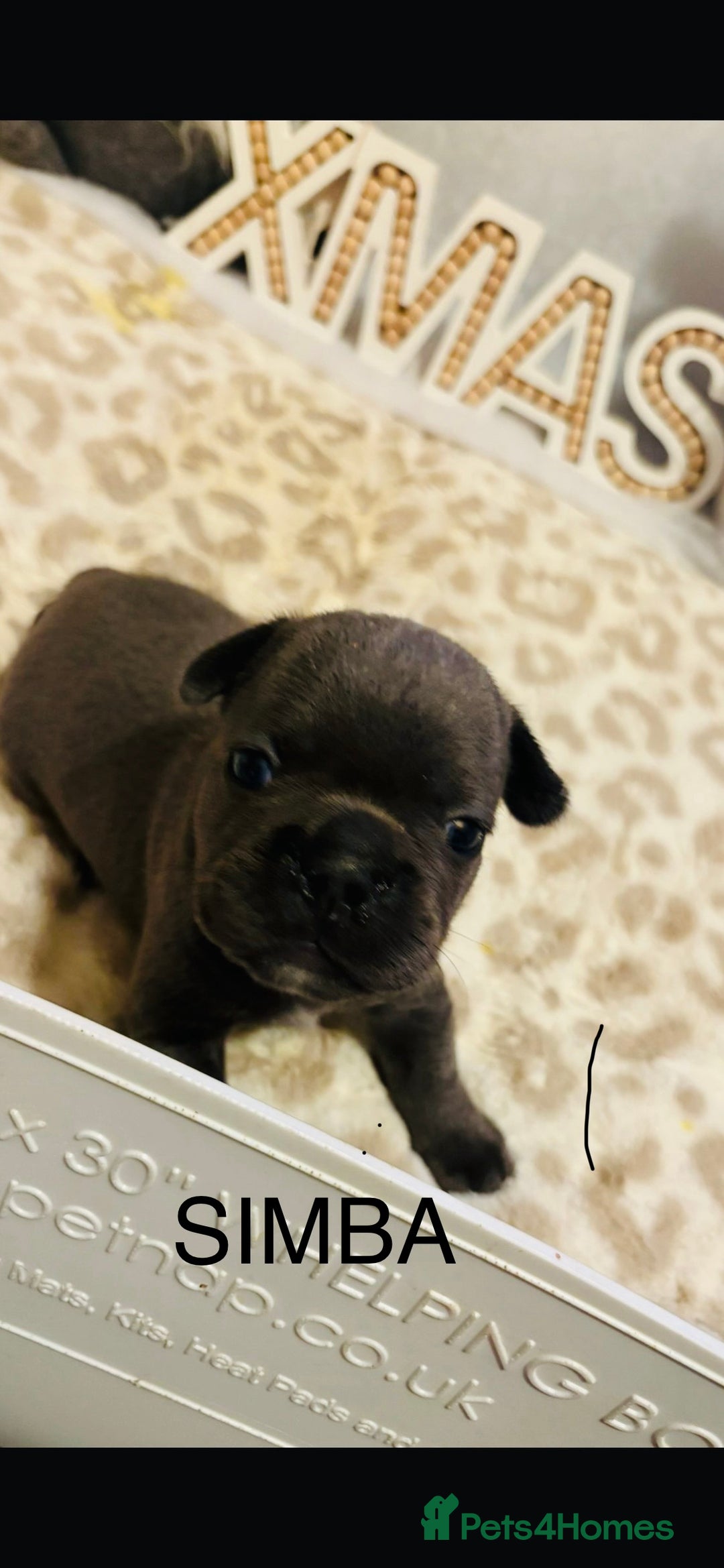French Bulldog dogs for sale: French bulldog puppies - Advert 6